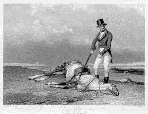 dead horse dead horse